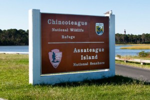 Chincoteague 1