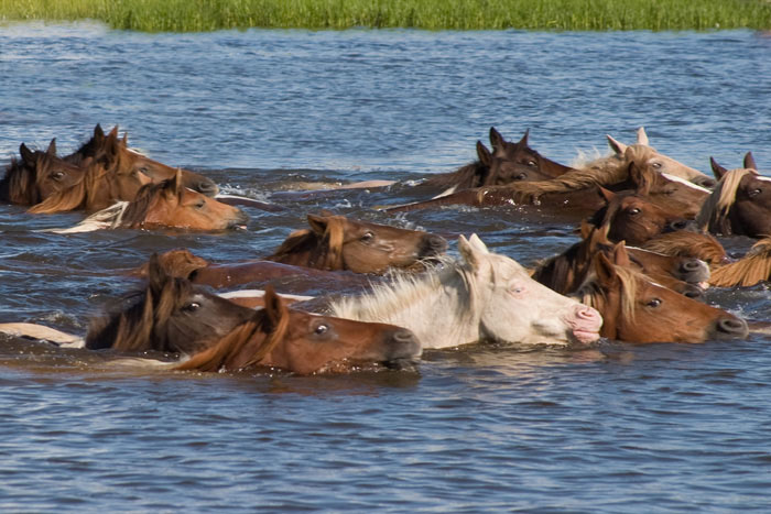Chincoteague 5