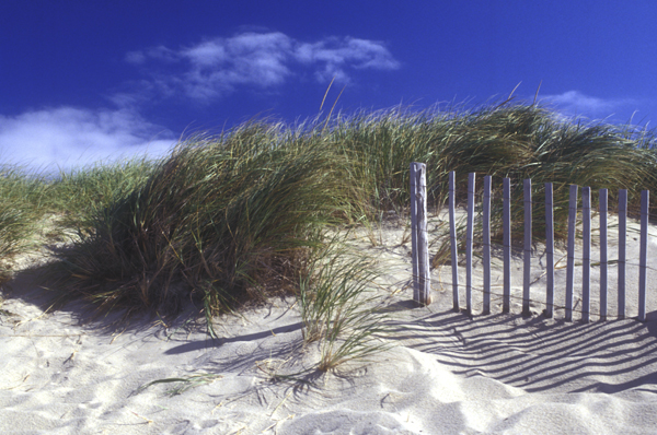 Download this Cape Cod Dune picture
